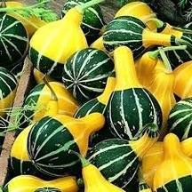25 Adet Tohum Organik Hobi Bahçe Sarı Yeşil Japon Kabağı Tohumu