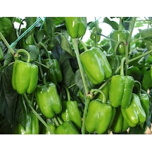 Doğal Biber Kandil Dolma Tohumu