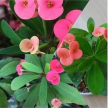 Pembe Japon Iğnesi Dikenler Tacı Euphorbia Milii Fidanı Saksılı 10-20 Cm