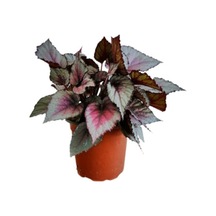Silver Limbo Begonya Rex - Yaprak Güzeli 20 - 40 Cm.