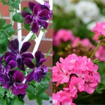 Mor Pembe 2 Adet Karışık Renk Özel Set Sardunya Fidesi 15-30cm Saksılı Geranium