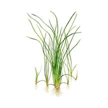 Vallisneria Nana 'Saz' Saksı Canlı Bitki