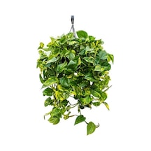 Patos Pothos Sarmaşığı Ev Salon Ve Ofis Sarmaşığı 10-20 Cm