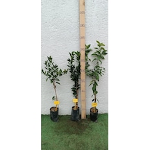 Üçlü Narenciye Turunçgiller Paketi Mandalina-limon-portakal