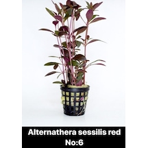 Alternathera Sessilis Red No:6