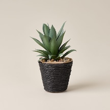 Deco Saksılı Yapay Sukulent - Bej / Yeşil - 15x9 Cm Çok Renkli