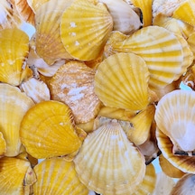 Vixillium Orange Kiloluk Deniz Kabuğu 1 Kg