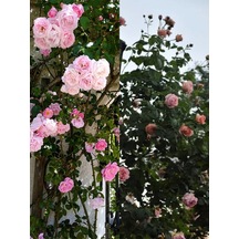 Videolu Sarmaşık Ponpon Pembe Renk 100 150 Cm Saksılı Aşılı Gül