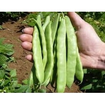 250 Adet Tohum Nadir Niğde Erkenci Ayşe Kadın Yayla Fasülye Fasul