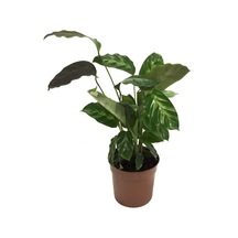 Calathea Misto (Dua Çiçeği) Ø12 CM Y25-30 CM