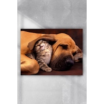 Kedi Ve Köpek Eğlenceli Mizahi Poster