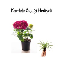 Fuşya Renkli Ortanca Çiçeği Sevgililer Gününe Özel Kurdele Çiçeği Hediyeli