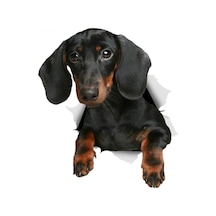 Dachshund Cinsi Köpek Sticker Araba Sticker Çıkartması