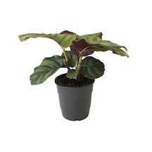 Calathea Fasciata (Dua Çiçeği) Ø : 12 CM Y : 30-35 CM
