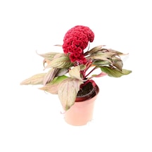 Celosia Horozibiği Çiçeği Ekim Seti 5 Tohum Horoz +Saksı+Topra