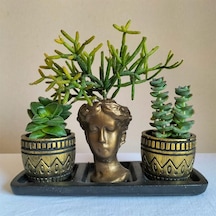 Sedum & Rhipsalis 3'lü Sukulent Seti | Helen Gold Serisi