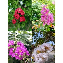 Videolu Oya Ağacı Fidanı Paketi 4 Adet Saksılı/ Tüplü 50-70 Cm Lagerstroemia İndica