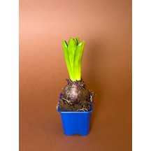 Sümbül Hyacinthus Orientalis 19 Cm Tekli Saksıda Filizlenmiş Form