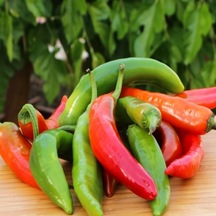 Çok Acı Hatay Samandağ Acı Biber Tohumu 10 Tohum