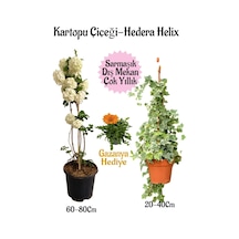 Kartopu Çiçeği 1 Adet +hedera Helix 1 Adet+turuncu Gazanya Hediye Saksılı Bahçe Seti