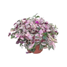 Videolu Pembe Beyaz Alacalı Telgraf Çiçeği 1 Adet Saksılı 15-30cm Ofis Bitkisi Tradescantia Nanouk