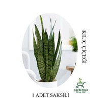 Harika Görünümlü Yeşil Kılıç Çiçeği Salon Bitkisi 1 Adet Saksılı 20-30cm