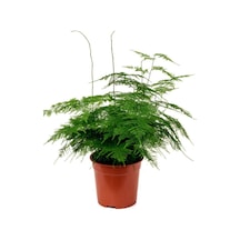 Asparagus Setaceus Tül Kuşkonmaz Çiçeği 1 Adet 15-30cm Salon Çiçeği