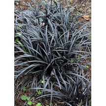 Siyah Osmanlı Çimi Ophiopogon Nigrescens Fidanı 1-2 Yaş Arası