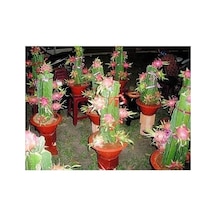 Cüce Ejder Meyvesi Tohumu+saksı+toprak Seti Diğer 79730190