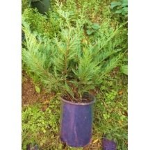 Yayılıcı Leylandi Cupressocyparis Leylandii Horizantelis 40-60 Cm