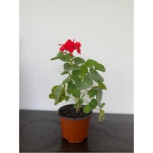 Alev Kırmızı Sardunya Fidesi 10-20 Cm