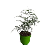 2'li Set Mini Itır+ Mini Tül 5-10 Cm Saksılı İç/ Dış Mekan Bitkileri