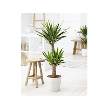 Yukka Çiçeği Yucca 2'li Dikim İç Mekan Bitkisi 80-100cm