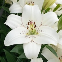 25 Adet Beyaz Zambak Çiçek Tohumu + 10 Adet Hediye S.yoncası Çiçeği Tohumu