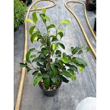 Ficus Benjamina Salon Ofis Bitkisi Yeşil Benjamin 1 Adet 30-60cm