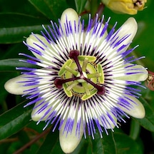 Tüplü Mavi Passiflora Aşk Meyvesi Fidanı