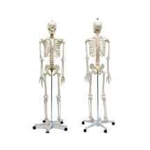Tam İskelet Maketi 170 cm Model 10