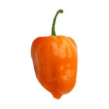 Çok Acı Habanero Acı Biber Tohumu 5 Tohum + Tohum