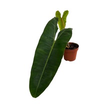 Philodendron Billietiae