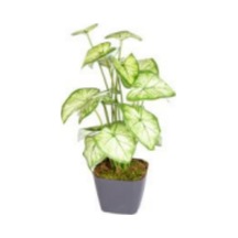 Saksıda Yapay Bitki Caladium-kaladyum Demet Gerçek Dokulu 18 Yaprak 43 Cm. Çok Renkli