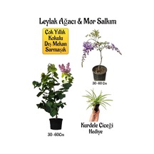 Yoğun Kokulu Leylak Ağacı Fidanı+mor Salkım Ağacı Fidanı Kurdele Çiçeği Hediyeli Peyzaj Seti