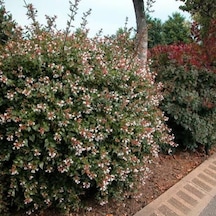 Abelya Çeçeği güzellik Çalısı 30-40 Cm Abelia Chinensis