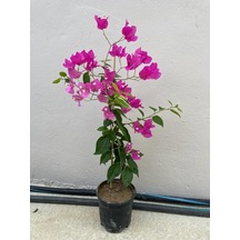 1 Adet Mor Renk Sarıcılı Begonvil Çiçeği Fidanı 80-110cm Çiçekli Bodur Bitkiler Purple Bougainvillea