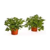 Saksılı Gül Damlası Itır Çiçeği Fidanı 10-20 Cm