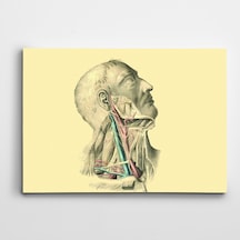 İnsan Anatomisi Dekoratif Dev Boyut Kanvas Tablo 100 X 140 Cm