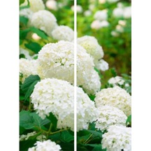 Videolu Beyaz Ortanca Çiçeği Fidanı 40-50 Cm Saksıda Çiçekli Bodur Bitkiler White Hydrangea