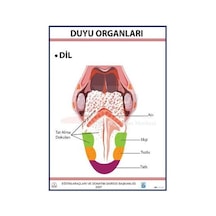 Duyu Organları Levhası Dil