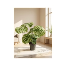 Dua Çiçeği Goeppertia Orbifolia 18-20 Cm Arası Saksı Çapı