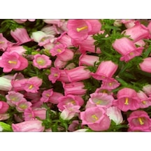 İsabella Rose Pink Çan Çiçeği Tohumu 100 Tohum