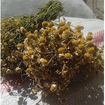 Papatya Demet Aktar Depo Diğer